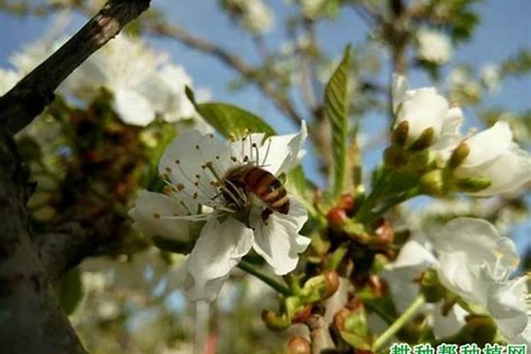 有没有知道脐橙第二年的幼树春肥怎么施的？