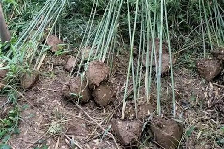 葱上了复合肥需浇水吗