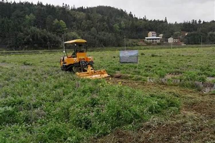 黄瓜几个叶留瓜最好