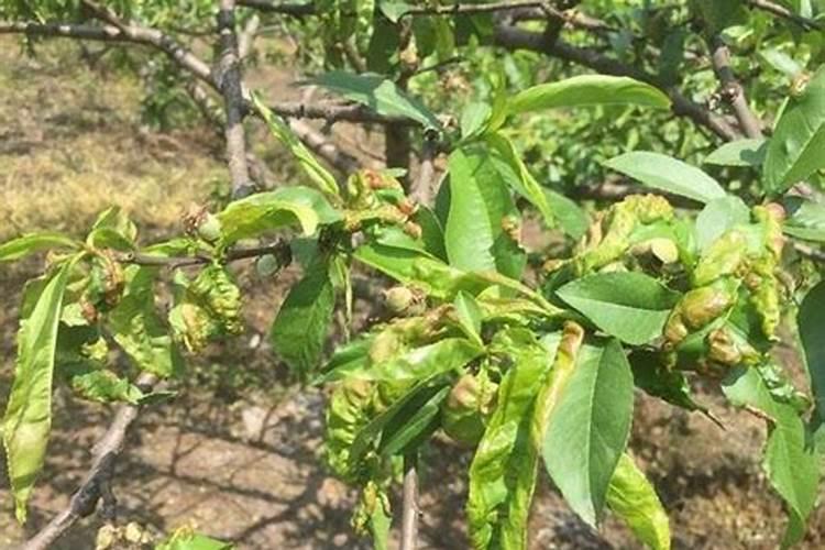 山药根结线虫病防治方法