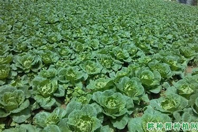 如何进行大白菜的叶面施肥？