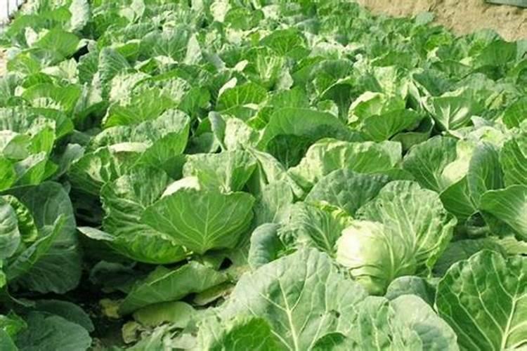 大白菜如何科学使用叶面施肥？