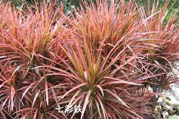 红薯施肥注意事项是什么
