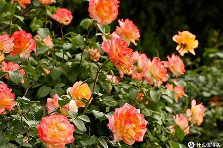 平阴玫瑰的施肥方法