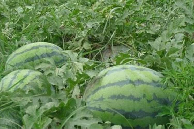 西瓜一亩地上多少底肥料