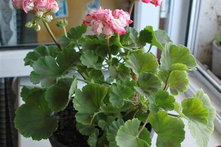 天竺葵怎样施肥