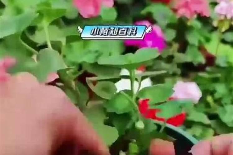 天竺葵怎样施肥