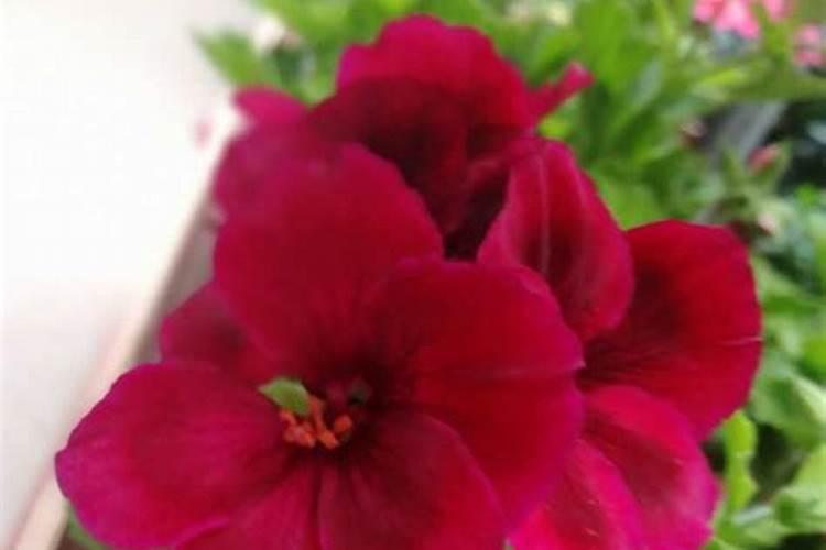 天竺葵花期养护方法 开花期间养殖要点