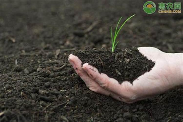有机肥的正确施肥方法