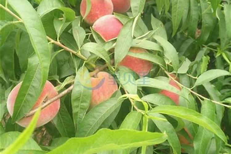 桃树用什么方法秋施基肥