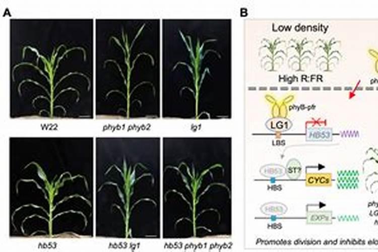 种玉米底肥用什么复合肥好