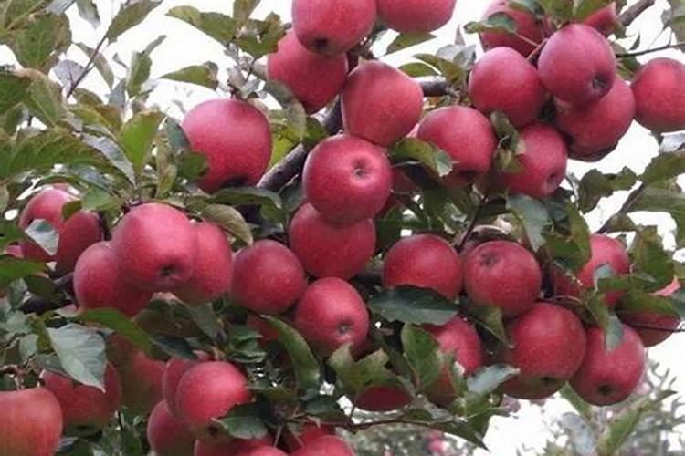 水溶肥一般几天见效