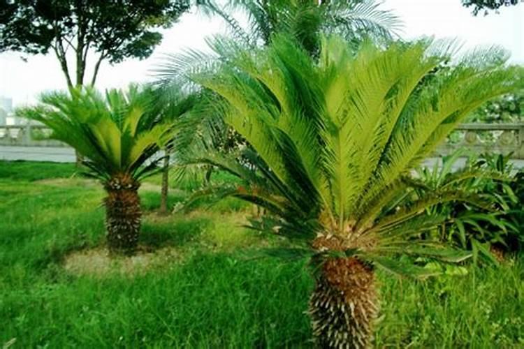 俄罗斯红钾适用于哪些花卉植物？