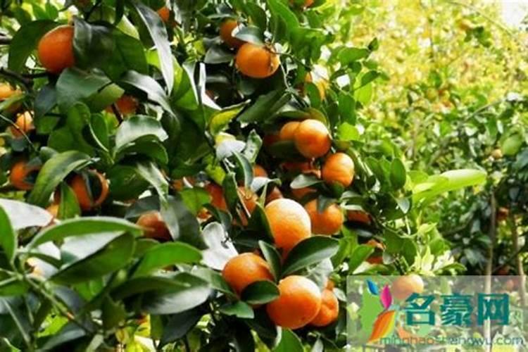 花椒在四月份的肥料用尿素钙镁磷肥氯化钾混合比例应该是怎么样百度...