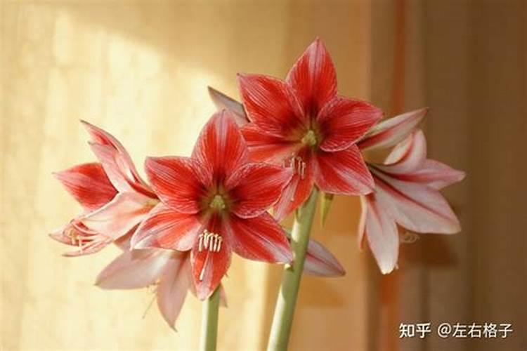 顶花木巴戟简介