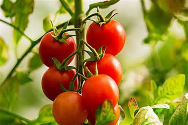 番茄挂果后怎么施肥