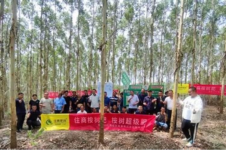 桉树施什么肥最好