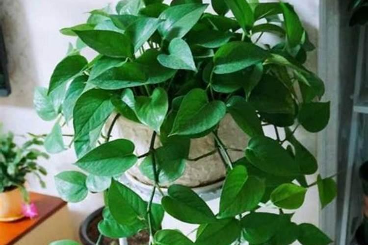 绿萝多久施一次肥 施肥用什么肥最好