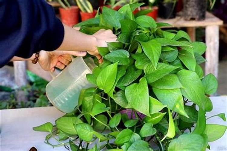 绿萝大概多久施一次肥？