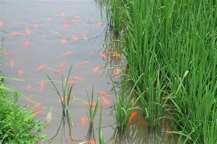 氨基酸硅钾是钾肥吗