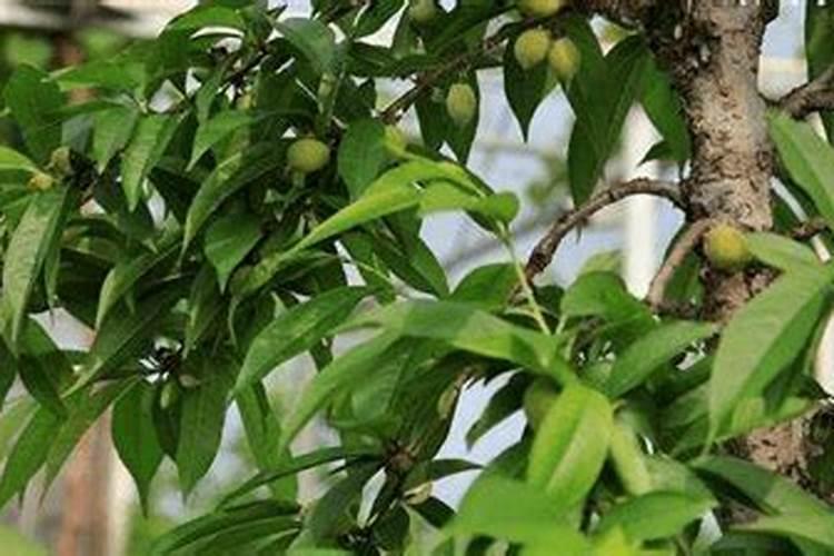 果树叶面肥喷施时间