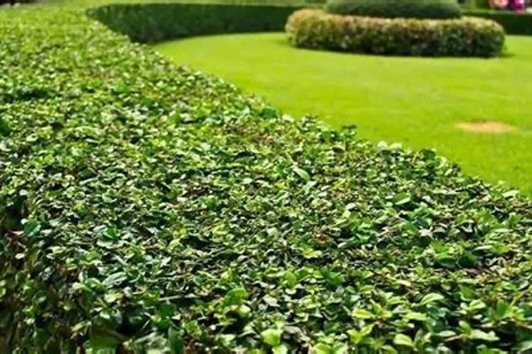 土享水溶肥排名水溶肥排行榜？