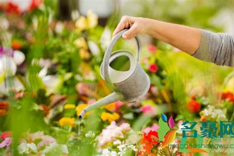 盘点欧洲足坛的五大黑店(五)多特蒙德