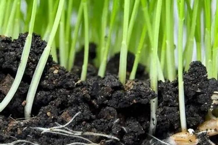 生鱼头可以直接埋在黄瓜地下吗？