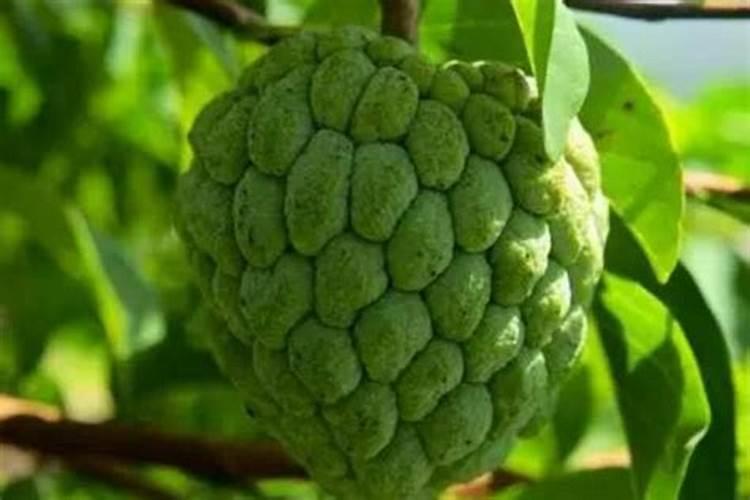 释迦果怎么种植
