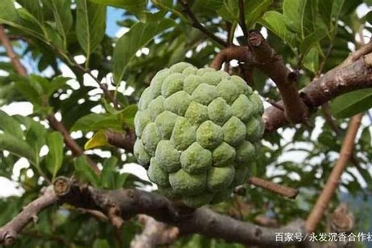 水果释迦应浇什么肥？