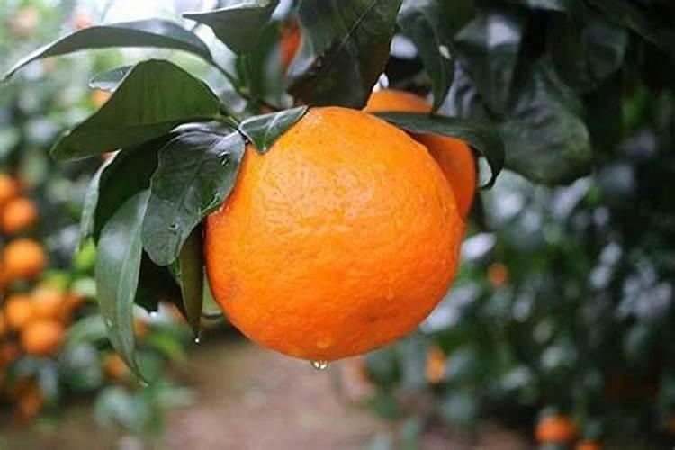 安鲜脂加磷酸二氢钾用在沃柑上起什么作用？