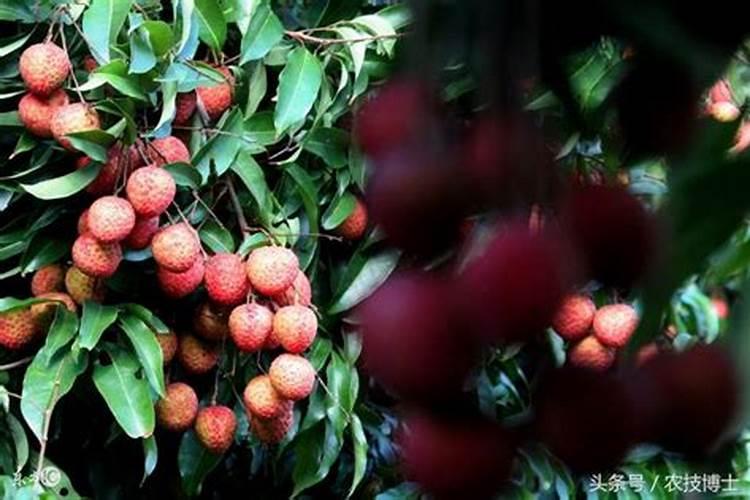 水稻拔节肥施什么肥料好