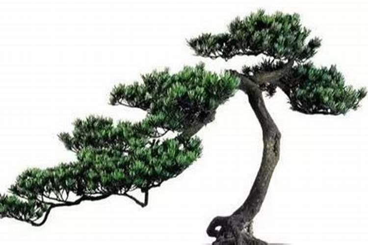 罗汉松施什么肥好