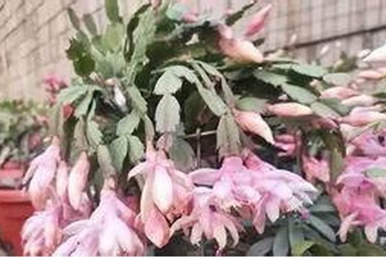 硅肥多少钱一吨