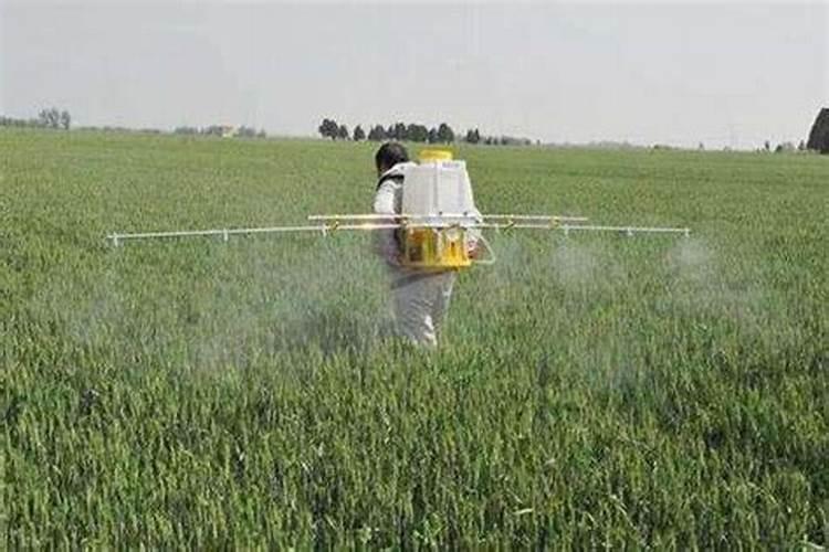 盆栽米兰怎么施肥