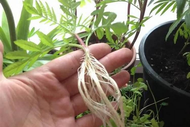 国内钾肥行业前景展望