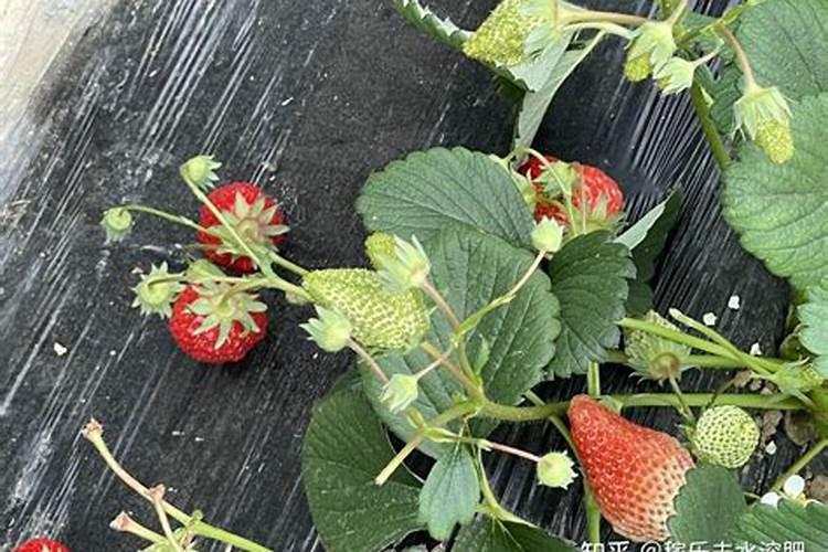 草莓滴灌钙肥一亩多少斤？