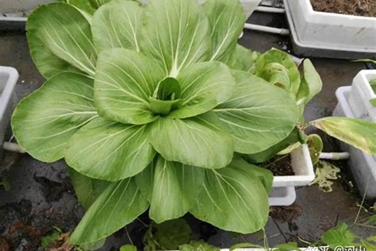 高钾肥在什么地方买