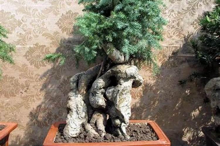 水溶肥厂家,你还不知道它？