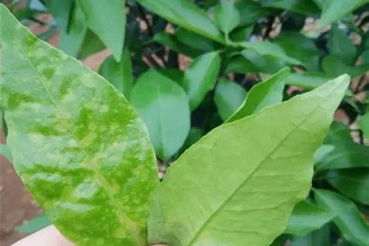 花生需要什么叶面肥