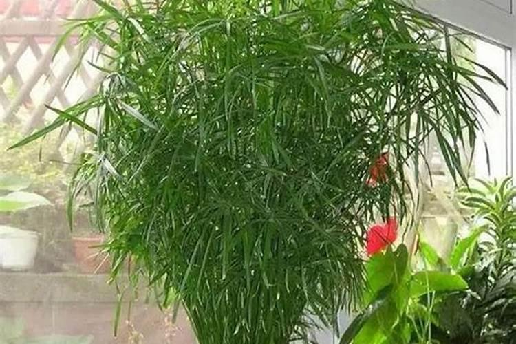 水果人们没少吃,哪些水果是通过杂交种出来的？