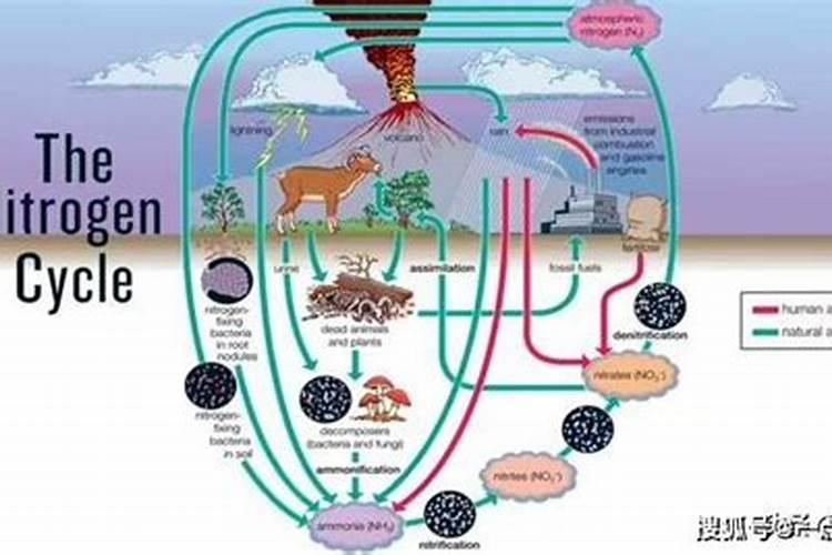 玫瑰花用什么肥料最好