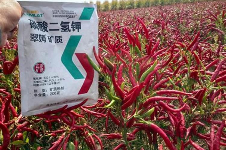 种黄瓜需要不需要冲钙肥