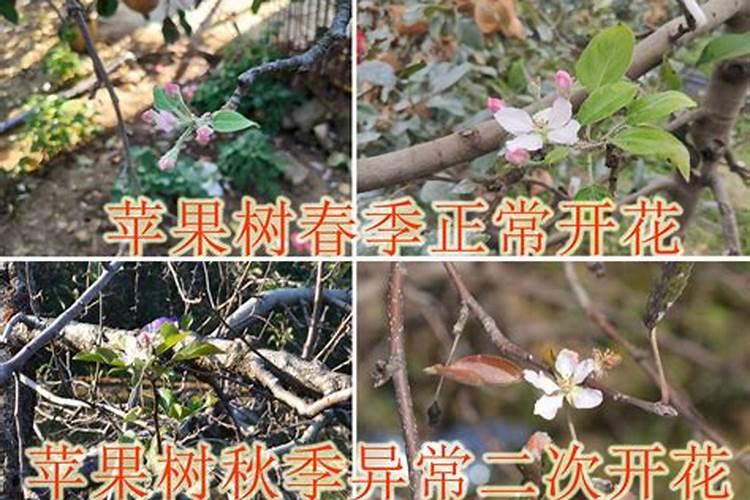 君子兰叶片怎么擦拭