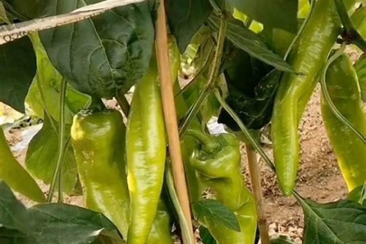 辣椒膨果最快最好的水溶肥