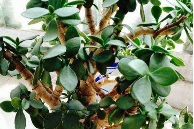 玉树偷懒不开花？三个“步骤”快速爆花,还能花量翻倍