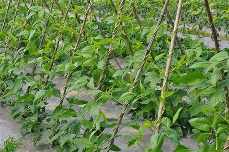 探领绿色农业新篇章鼎天济农获“农民心目中的好品牌” 奖项