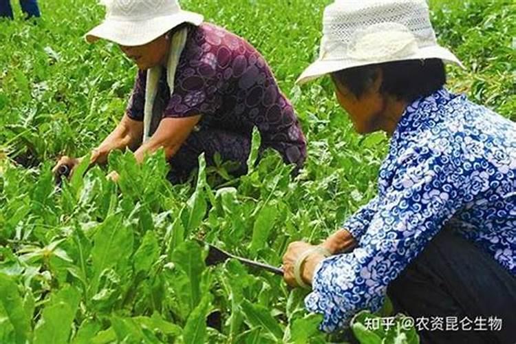 黄瓜喷施多少磷肥既不抑制钙肥吸收还合适？