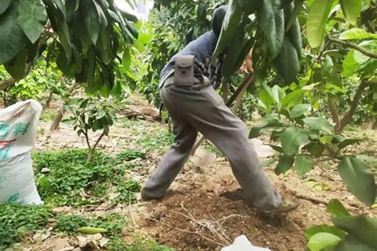 吊兰能施复合肥吗 施肥方法有哪些