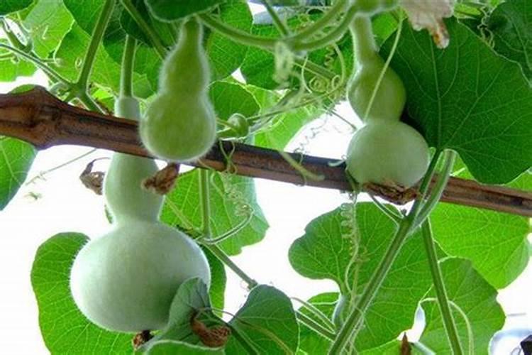 露地西葫芦种植技术